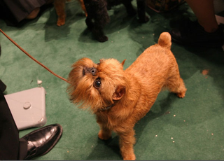 Illustration for article titled Deep, DEEP Inside The Westminster Dog Show